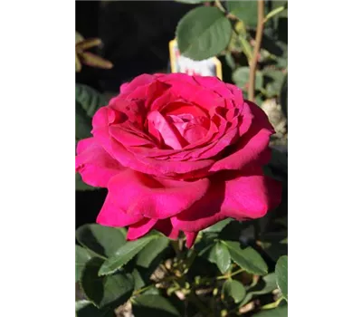 Rosa 'Big Purple' -R- TH III Rosa 'Big Purple' -R- TH III