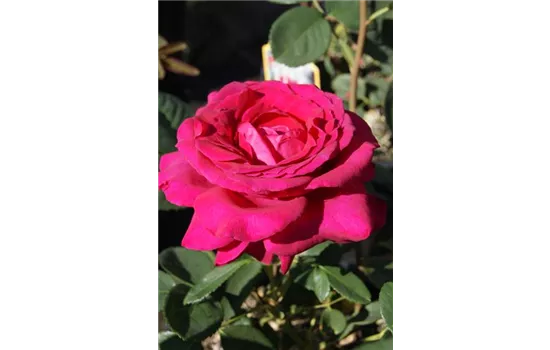 Rosa 'Big Purple' -R- TH III