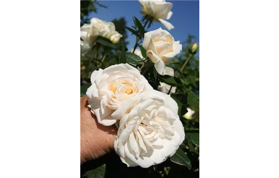 Rosa 'Lions-Rose' -R- BT V Rosa 'Lions-Rose' -R- BT V