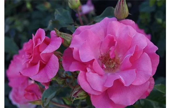 Rosa 'Romanze' -R- STR III