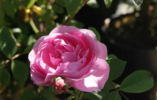 Rosa 'Louise Odier' STR IV Rosa 'Louise Odier' STR IV