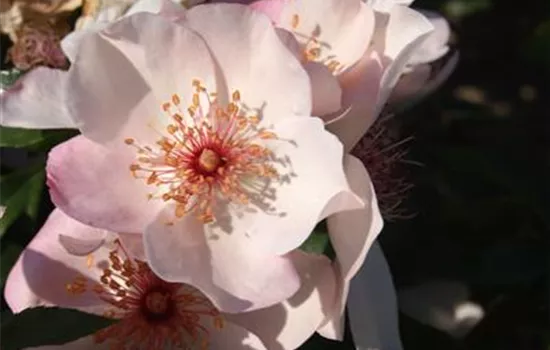 Rosa 'Sweet Pretty' -R- BT IV Rosa 'Sweet Pretty' -R- BT IV