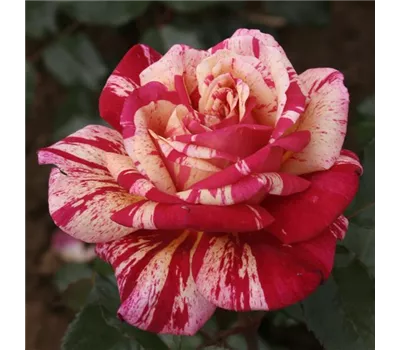 Rosa 'Broceliande' -R- TH V Rosa 'Broceliande' -R- TH V