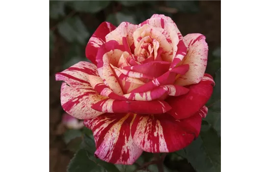 Rosa 'Broceliande' -R- TH V Rosa 'Broceliande' -R- TH V