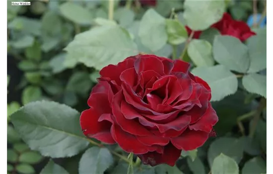 Rosa 'Heinz Winkler' -R- BT VII Rosa 'Heinz Winkler' -R- BT VII