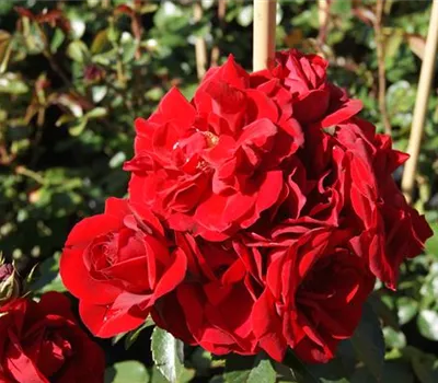 Rosa 'Amadeus' -R- KL VI Rosa 'Amadeus' -R- KL VI