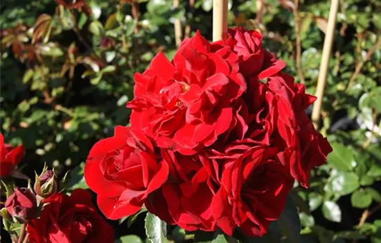 Rosa 'Amadeus' -R- KL VI Rosa 'Amadeus' -R- KL VI