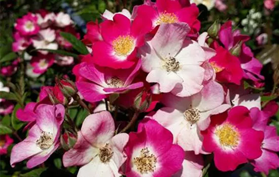 Rosa 'Mozart' STR III Rosa 'Mozart' STR III
