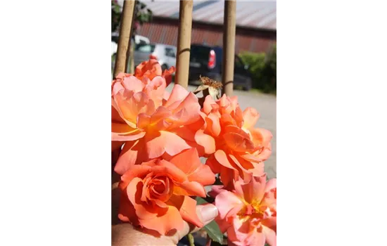 Rosa 'Westerland' -R- STR III Rosa 'Westerland' -R- STR III