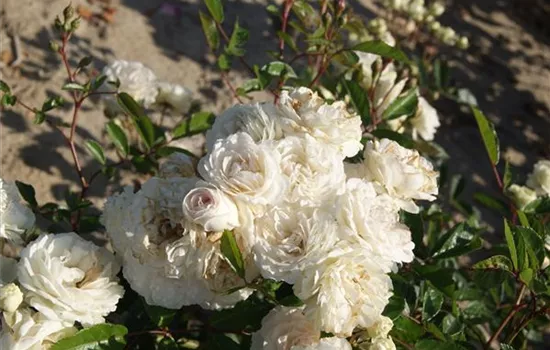 Rosa 'Swany' -R- BDR III Rosa 'Swany' -R- BDR III