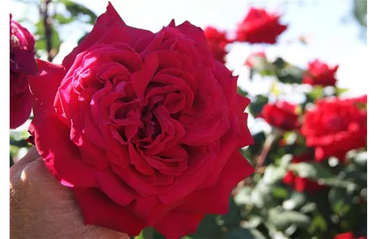 Rosa 'Duftfestival' -R- TH IV