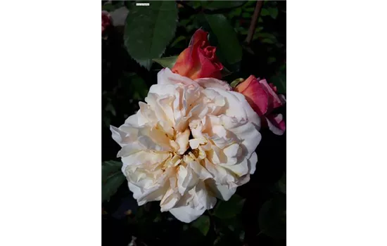 Rosa 'Gruß an Aachen' BT III Rosa 'Gruß an Aachen' BT III