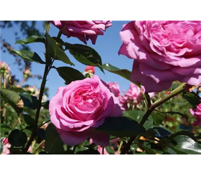 Rosa 'Bernadette Lafont' -R- TH V Rosa 'Bernadette Lafont' -R- TH V