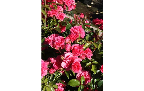 Rosa 'Elveshörn' -R- STR III Rosa 'Elveshörn' -R- STR III