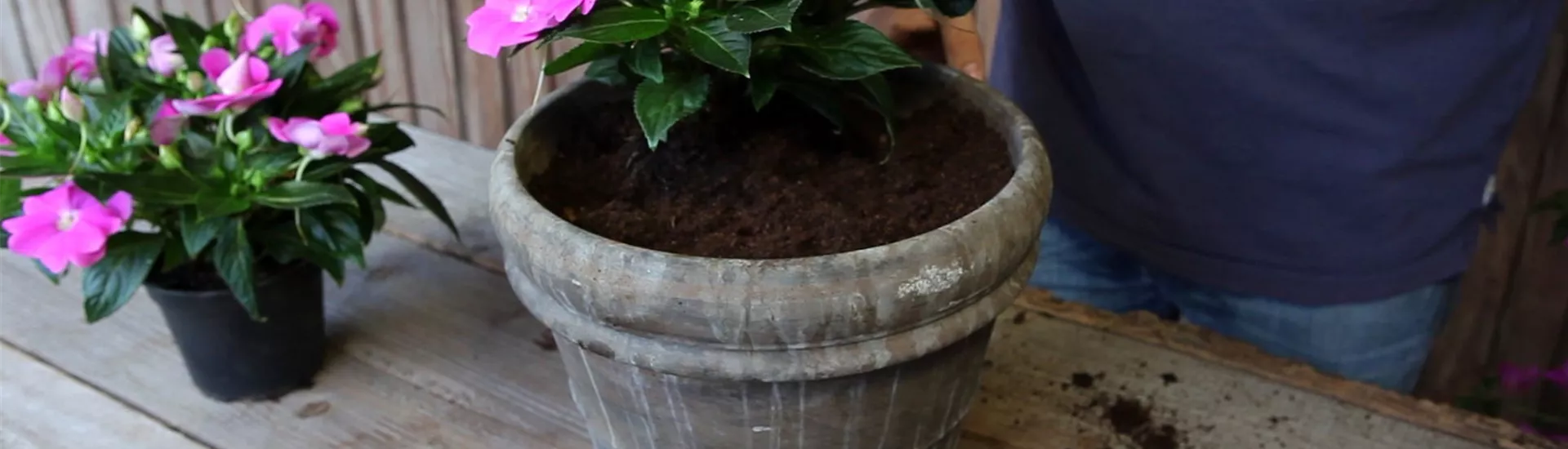 Edellieschen - Einpflanzen in ein Gefäß (4).jpg