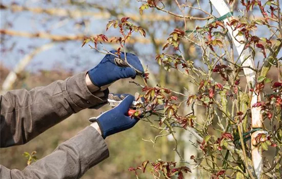 Der Rosenschnitt – Schönheitskur im Frühling Der Rosenschnitt – Schönheitskur im Frühling