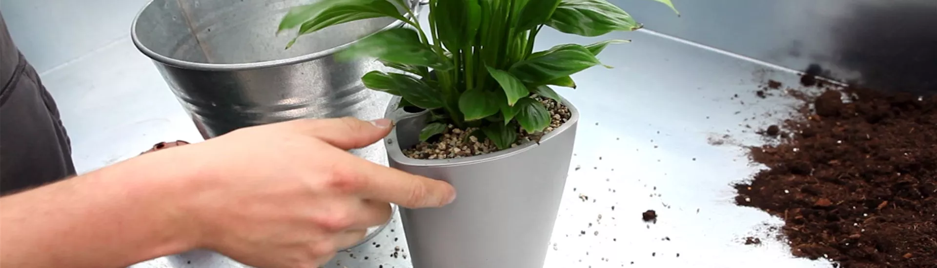 Einblatt - Einpflanzen in ein Gefäß (4).jpg