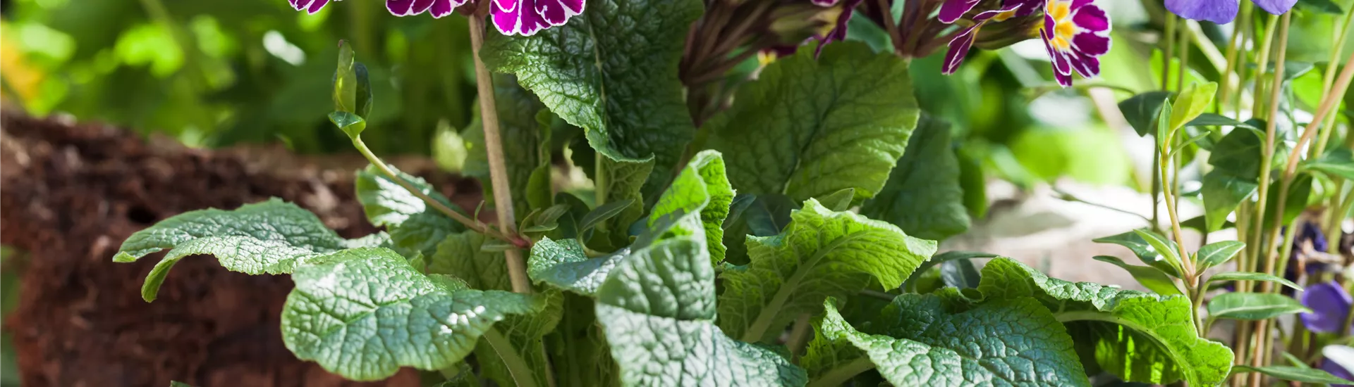 GS585744.jpg GS585744.jpg