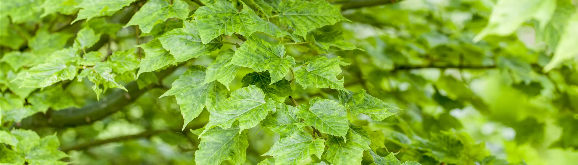 GS491415.jpg GS491415.jpg