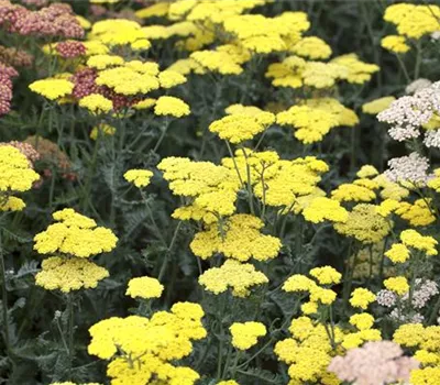 Achillea clypeolata 'Moonshine'
