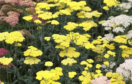 Achillea clypeolata 'Moonshine' Achillea clypeolata 'Moonshine'