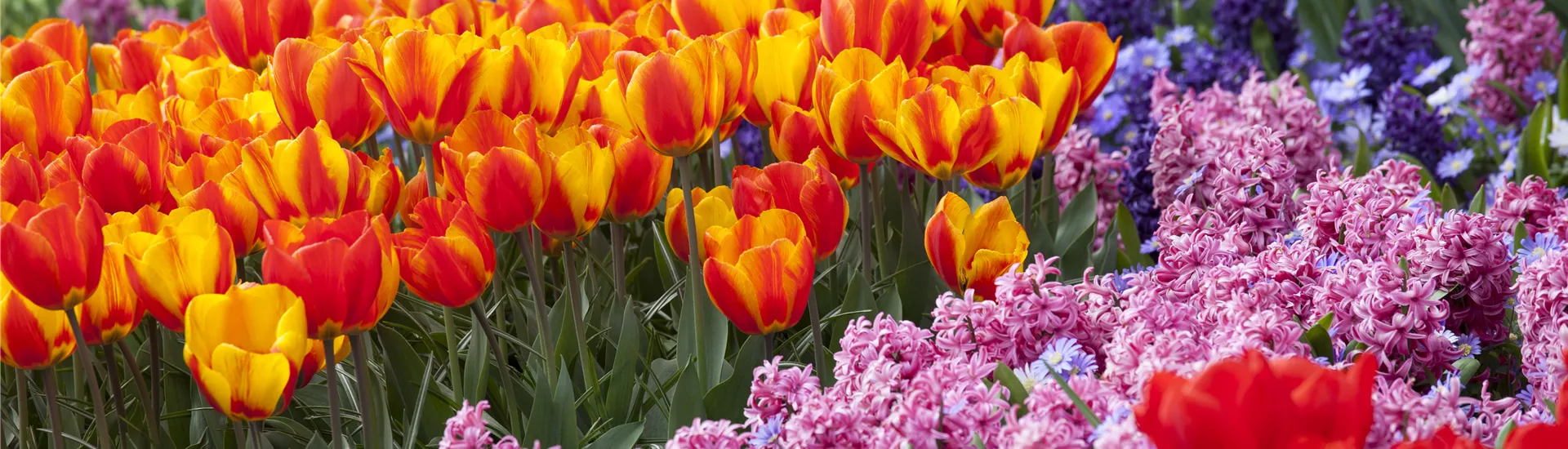 GS514630.jpg GS514630.jpg