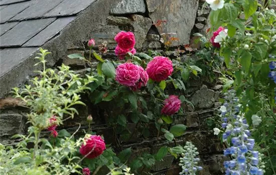 Rosenpflege – pflanzen, schneiden, düngen Rosenpflege – pflanzen, schneiden, düngen