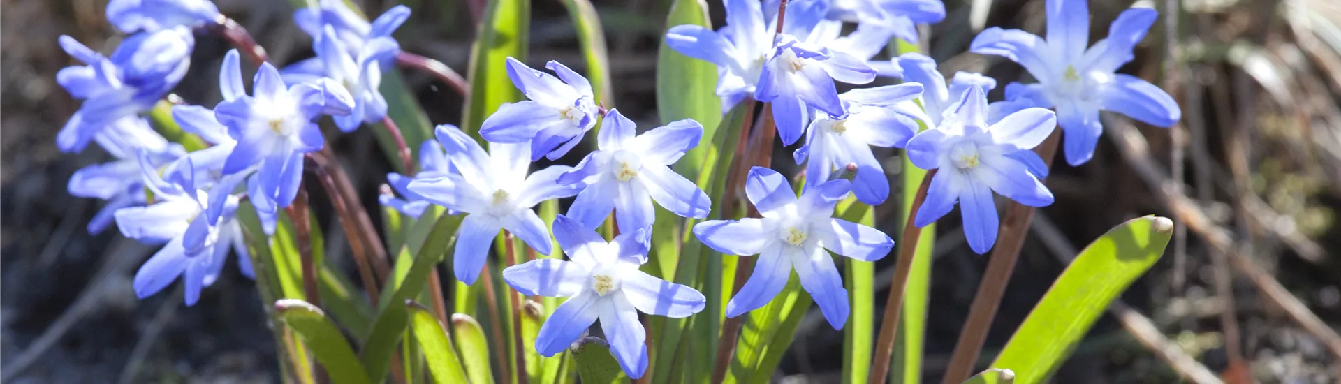 GS475825.jpg GS475825.jpg