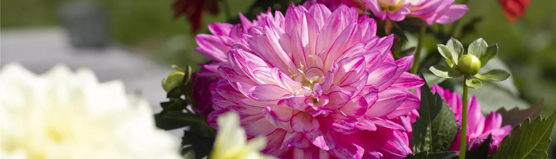 GS621331.jpg GS621331.jpg