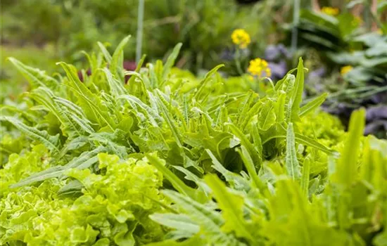 Ein bunter Salat auf dem Balkon mit Urban Gardening Ein bunter Salat auf dem Balkon mit Urban Gardening