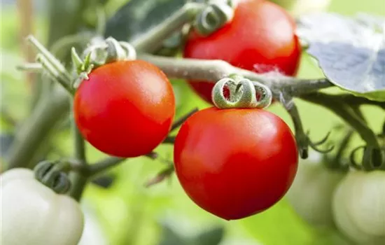 Alte Tomatensorten gibt es auch fürs Freiland Alte Tomatensorten gibt es auch fürs Freiland