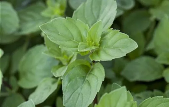 Mentha x piperita var. citrata Lemon