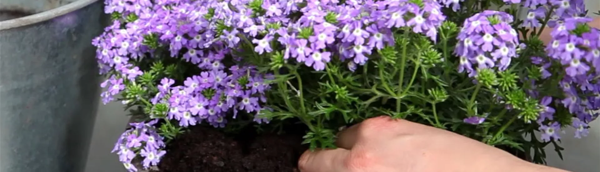 Eisenkraut - Einpflanzen in ein Gefäß (4).jpg