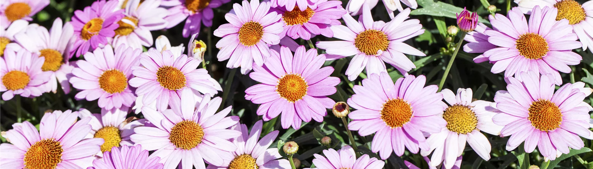 GS498075.jpg GS498075.jpg