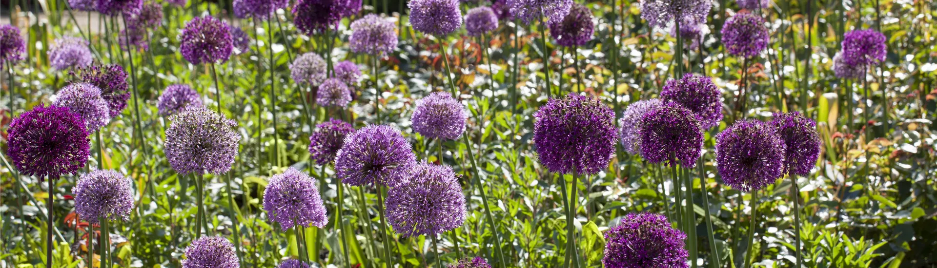 GS429936.jpg GS429936.jpg