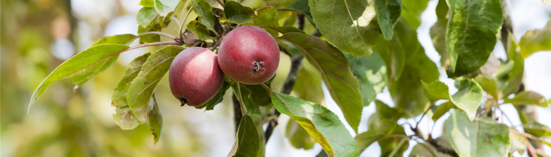 GS588982.jpg GS588982.jpg