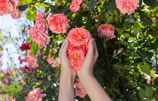 Die Rose – die Königin der Pflanzen für Balkon und Terrasse Die Rose – die Königin der Pflanzen für Balkon und Terrasse