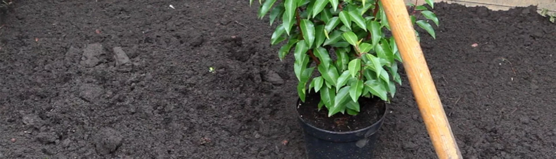 Portugiesischer Kirschlorbeer - Einpflanzen im Garten (2).jpg